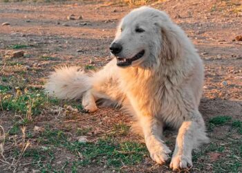 Berger de Maremme et des Abruzzes 5 Berger de Maremme et des Abruzzes