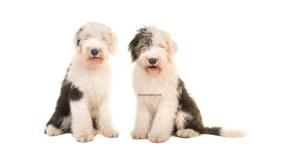 Bobtail Old English Sheepdog