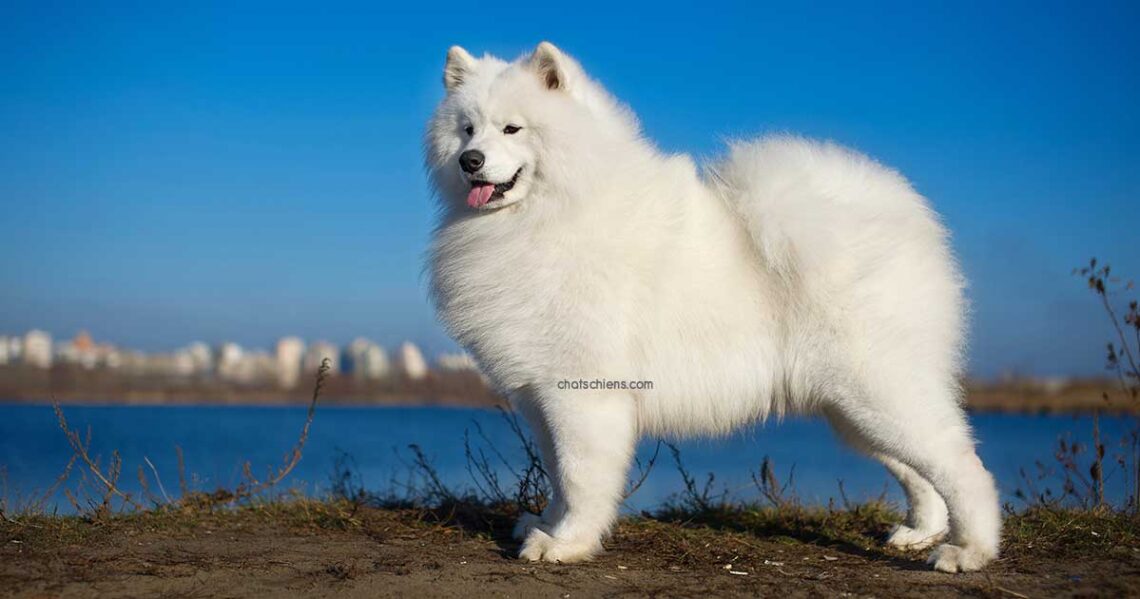 Chien Samoyède