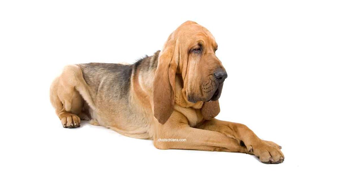 Chien de Saint Hubert