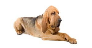 Chien de Saint Hubert