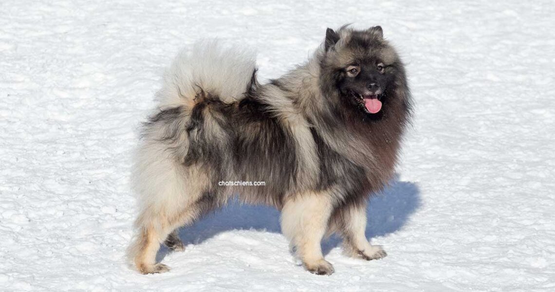 Keeshond Spitz Loup