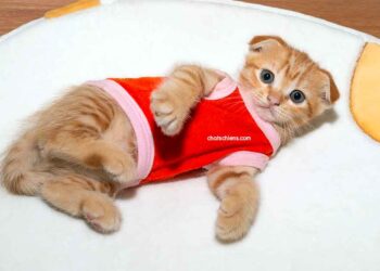 La combinaison d'un chat devient virale pour une raison déchirante