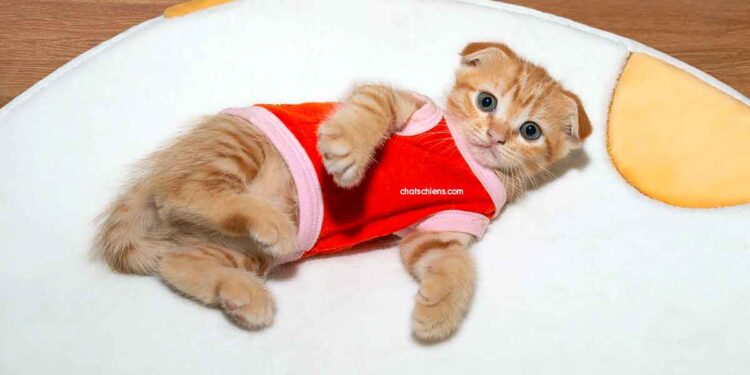 La combinaison d'un chat devient virale pour une raison déchirante