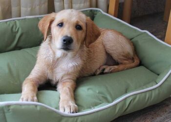 La réaction hilarante d'un golden retriever à l'arrivée de « grand-mère »
