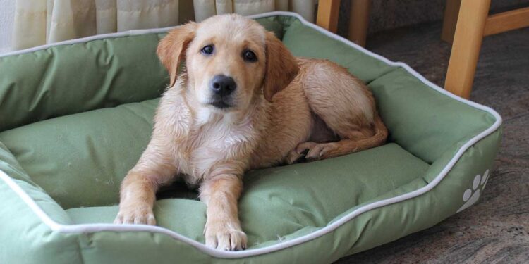 La réaction hilarante d'un golden retriever à l'arrivée de « grand-mère »