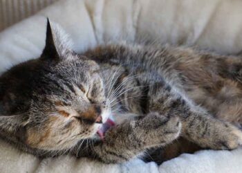 La réaction réconfortante d'une chatte sourde au retour de sa propriétaire à la maison devient virale