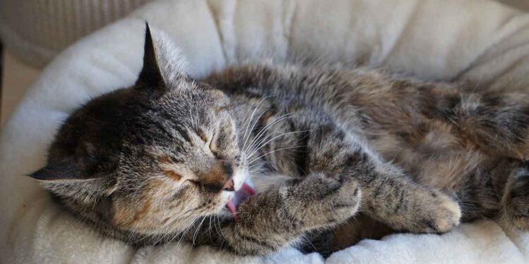 La réaction réconfortante d'une chatte sourde au retour de sa propriétaire à la maison devient virale