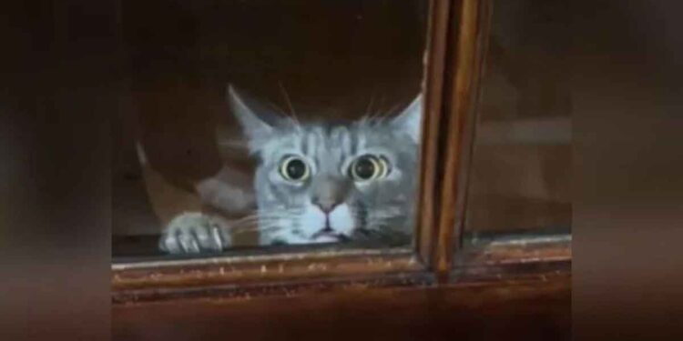 L'aventure de courte durée d'un chat d'intérieur en plein air se termine par un regre