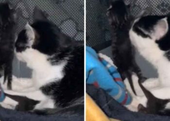 Le comportement inhabituel d'un chaton seulement deux heures après sa naissance