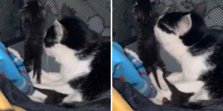 Le comportement inhabituel d'un chaton seulement deux heures après sa naissance laisse son propriétaire se demander « Est-ce normal ? » 1 Le comportement inhabituel d'un chaton seulement deux heures après sa naissance