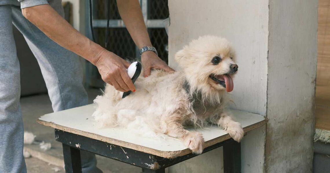 Les meilleures tondeuses pour chiens pour le rasage en 2024