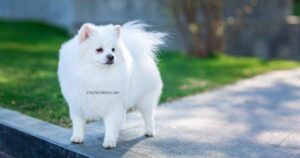 Spitz Japonais