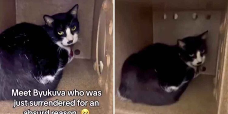 Un chat abandonné pour une raison absurde