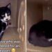Un chat abandonné pour une « raison absurde » trouve enfin son foyer permanent 2 Un chat abandonné pour une raison absurde