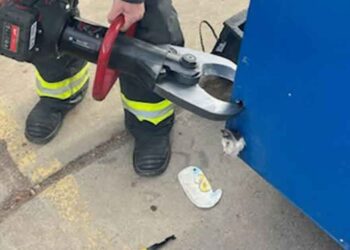 Un chat curieux coincé dans une benne à ordures sauvé par des pompiers équipés de machines lourdes