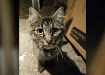 Un chat errant au collier en lambeaux se précipite chez un inconnu et refuse de partir