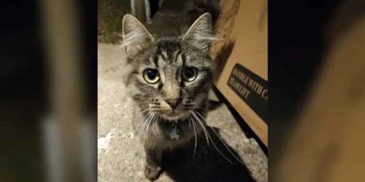 Un chat errant au collier en lambeaux se précipite chez un inconnu et refuse de partir