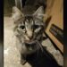 Un chat errant au collier en lambeaux se précipite chez un inconnu et refuse de partir