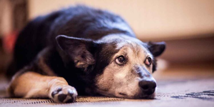 Un chien abandonné dans un refuge après 13 ans laisse le cœur brisé sur Internet