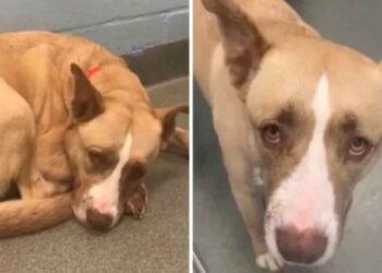 Un-chien-au-cœur-brisé-trouve-un-foyer-pour-toujours-après-avoir-été-abandonné-deux-fois