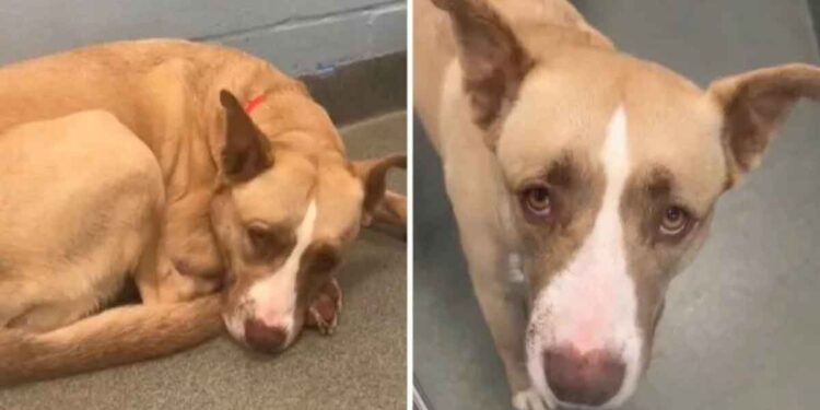 Un chien au cœur brisé trouve un foyer pour toujours après avoir été abandonné deux fois parce qu'il était trop énergique 1 Un-chien-au-cœur-brisé-trouve-un-foyer-pour-toujours-après-avoir-été-abandonné-deux-fois