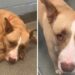 Un-chien-au-cœur-brisé-trouve-un-foyer-pour-toujours-après-avoir-été-abandonné-deux-fois