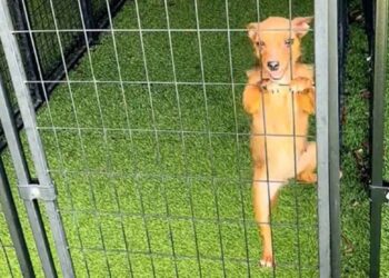 Un chien de refuge grimpe aux barreaux d'un chenil en quête de câlins