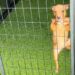 Un chien de refuge grimpe aux barreaux d'un chenil en quête de câlins