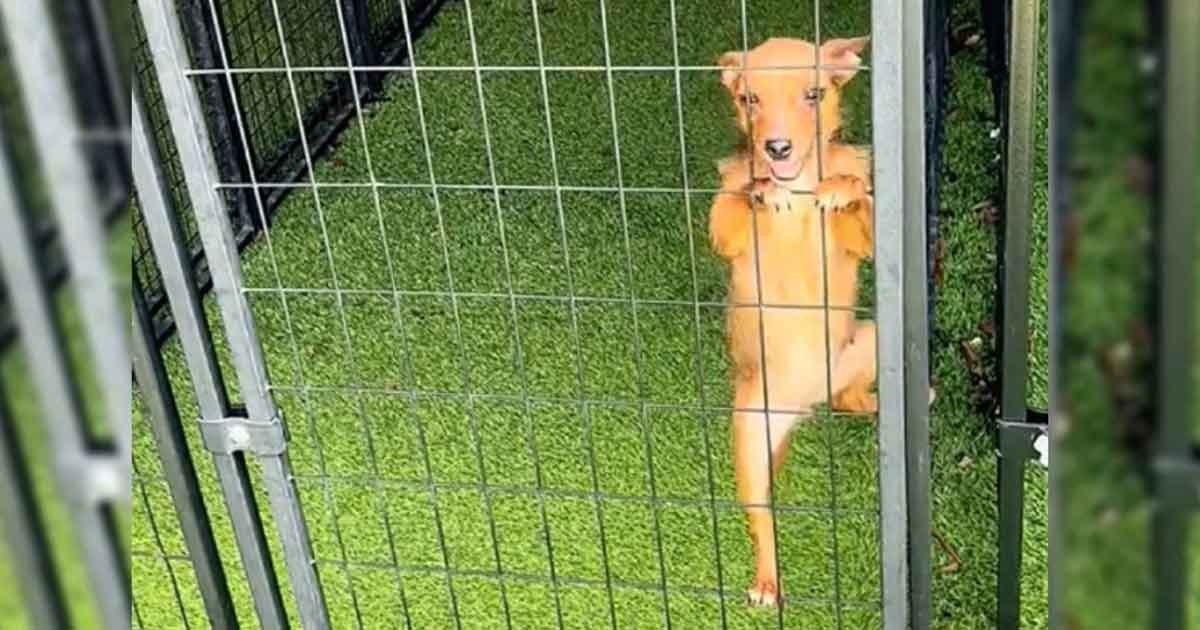 Un chien de refuge grimpe aux barreaux d&rsquo;un chenil en quête de câlins