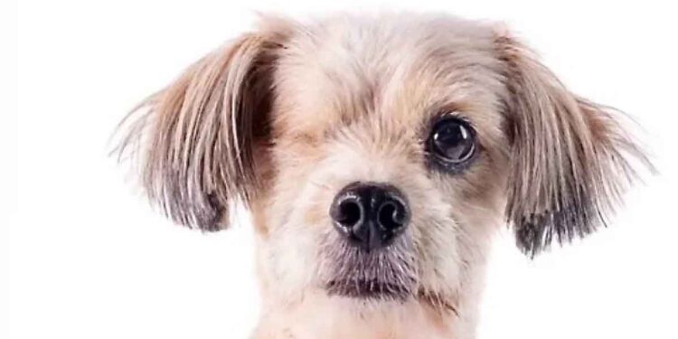 Un chien qui a perdu un œil et a échappé de justesse à la mort doit relever un dernier défi