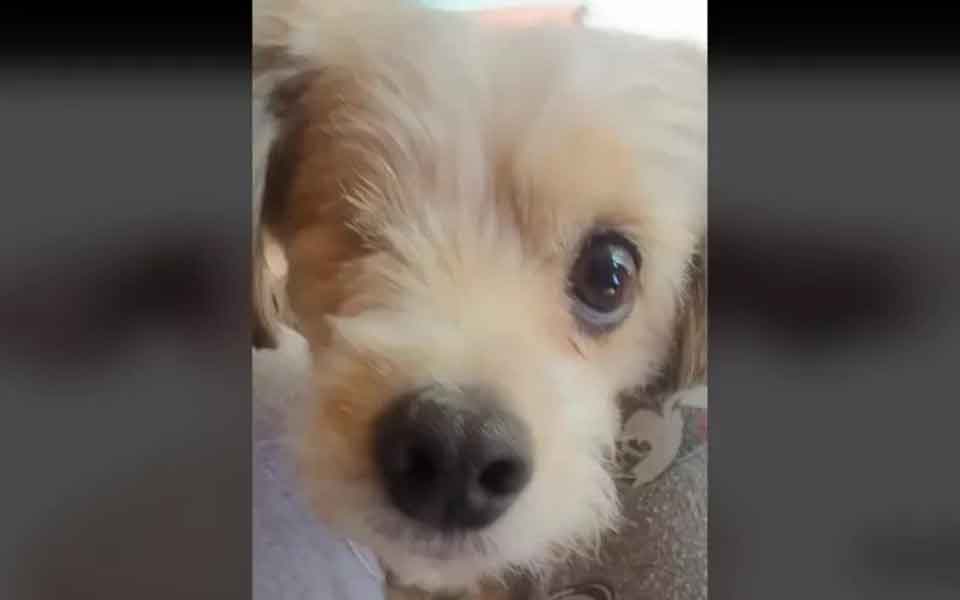 Un-chien-qui-a-perdu-un-œil