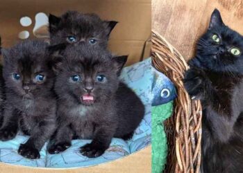 Une chatte blessée donne naissance à 4 adorables chatons