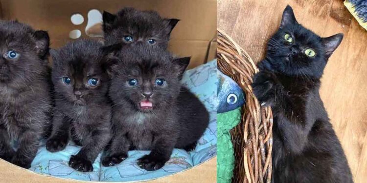 Une chatte blessée donne naissance à 4 adorables chatons