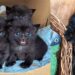 Une chatte blessée donne naissance à 4 adorables chatons