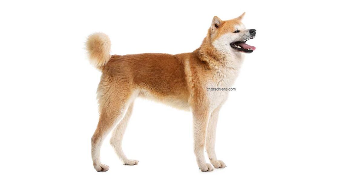 Akita Inu