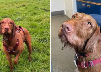 erreur coûteuse propriétaire chien promenade pluie facture vétérinaire
