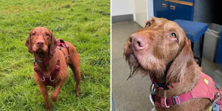 erreur coûteuse propriétaire chien promenade pluie facture vétérinaire