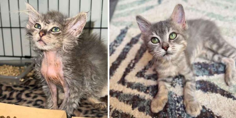 jeune chat sauvé transformation quelques semaines