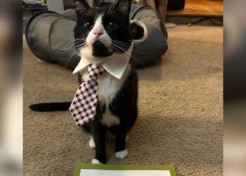 propriétaire chat paie 400 € chez le vétérinaire et n'arrive pas à croire ce qui ne va pas