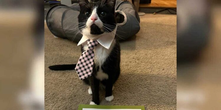 propriétaire chat paie 400 € chez le vétérinaire et n'arrive pas à croire ce qui ne va pas