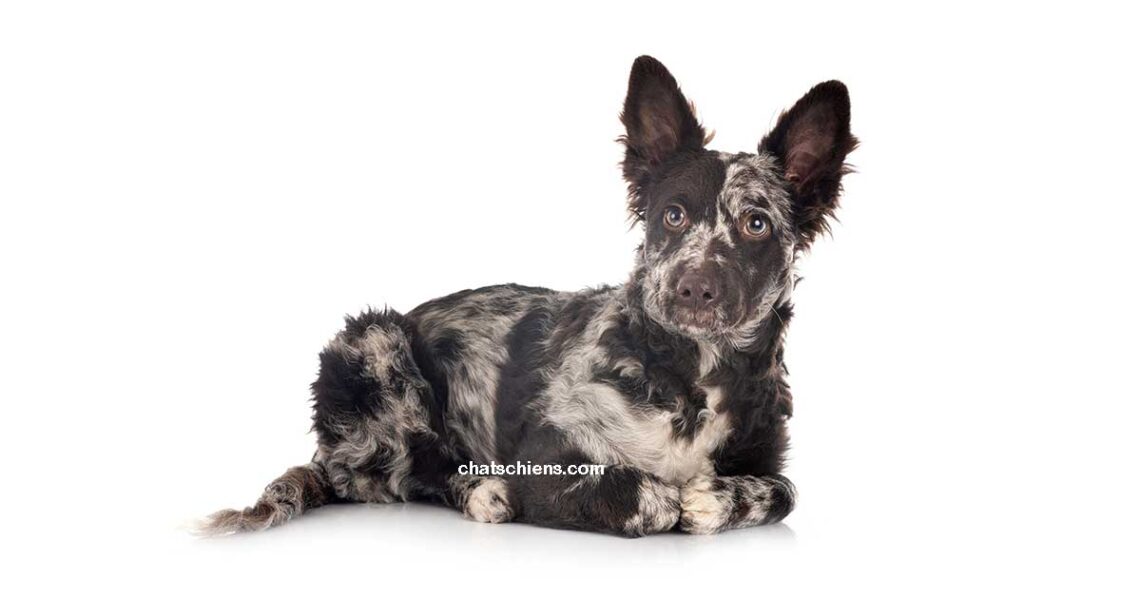 10-des-races-de-chiens-les-plus-rares