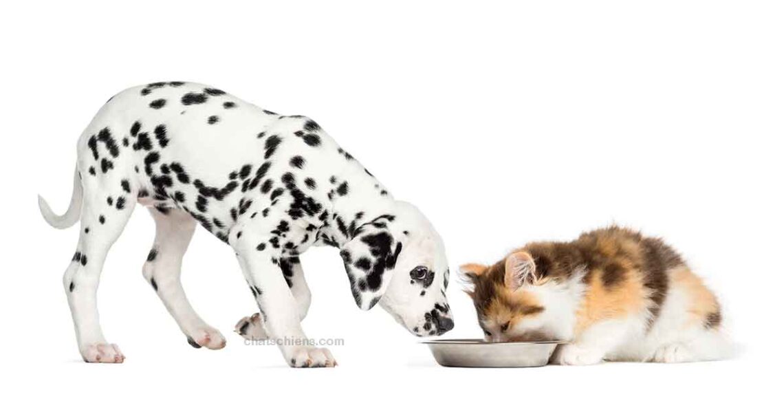 Alimentation chats et chiens