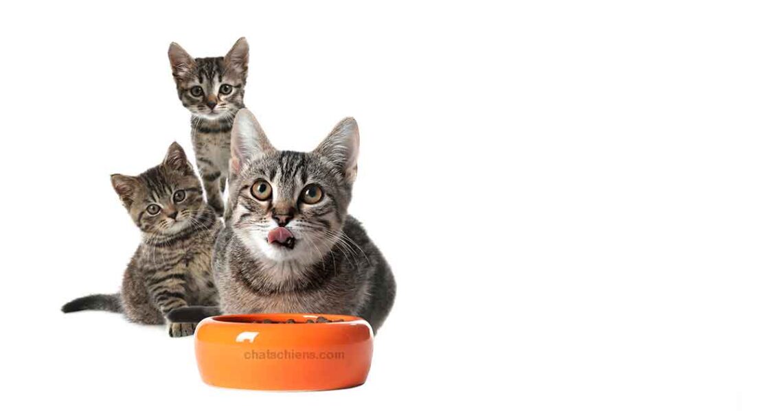 Alimentation du chat