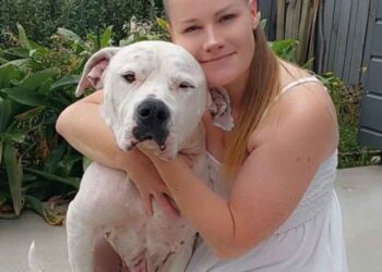 Après 3 ans d attente l appel d un refuge réunit une propriétaire et sa chienne disparue