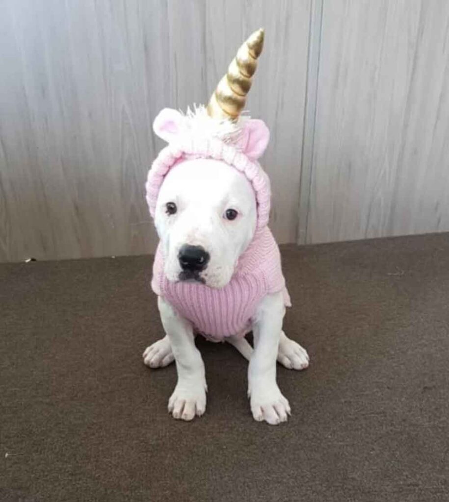 Baby chien