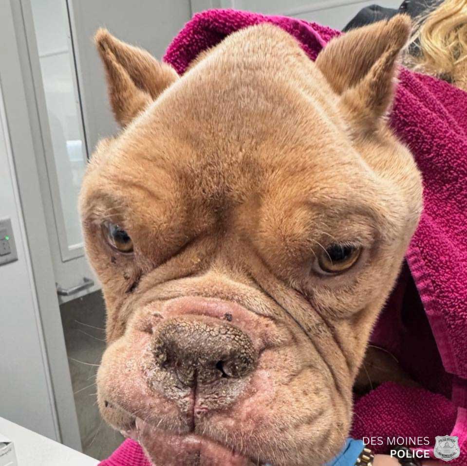 Une enquête en cours pour identifier le propriétaire d’un chien émacié abandonné dans un sac-poubelle 2 Bouledogue abandonné