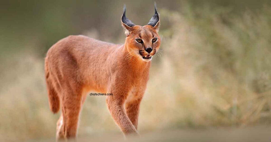 Chat Caracal