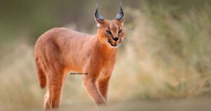 Caracal