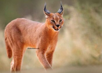 Chat Caracal